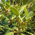 Osmanthus decorus P14 (3)